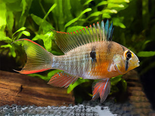 Bolivian Ram Mikrogeophagus Altispinosa 3cm.