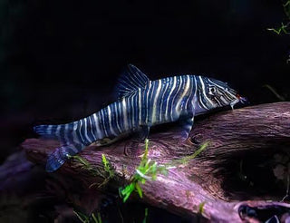 Zebra Candy Stripe Loach Botia Striata 4cm.
