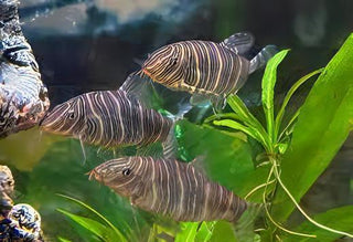 Zebra Candy Stripe Loach Botia Striata 4cm.