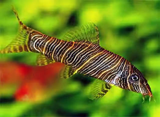 Zebra Candy Stripe Loach Botia Striata 4cm.