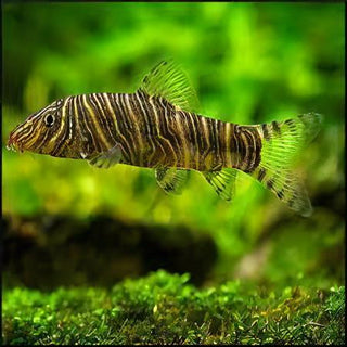 Zebra Candy Stripe Loach Botia Striata 4cm.