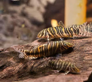 Zebra Candy Stripe Loach Botia Striata 4cm.