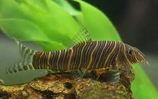 Zebra Candy Stripe Loach Botia Striata 4cm.