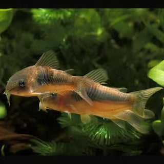 Bronze Corydoras Aeneus 3cm Catfish.