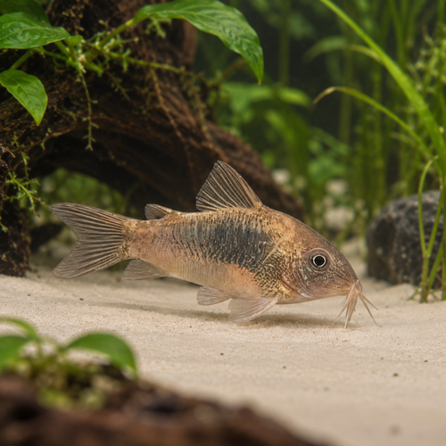 Bronze Corydoras Aeneus