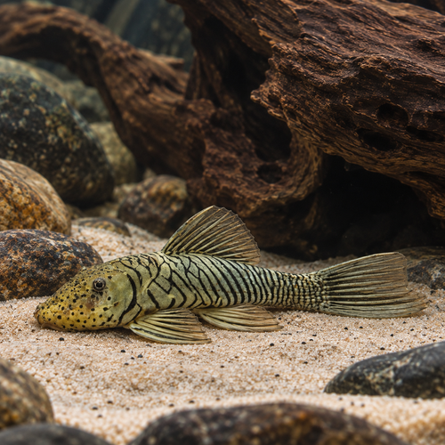 Bulldog Rubber Mouth Pleco