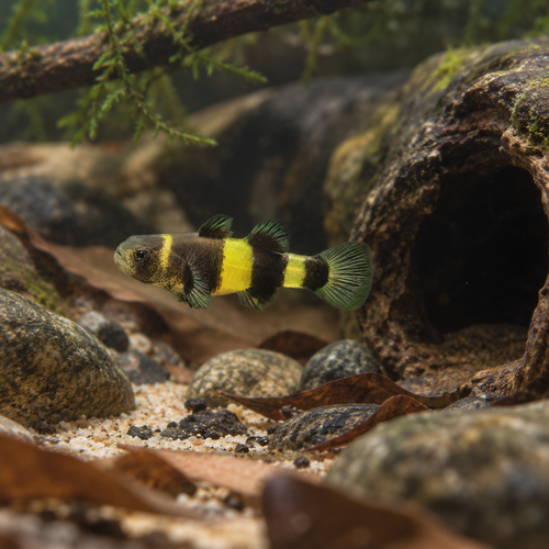 Bumble Bee Goby