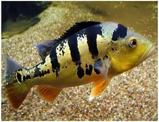 Butterfly Peacock Bass - Cichla Ocellaris.