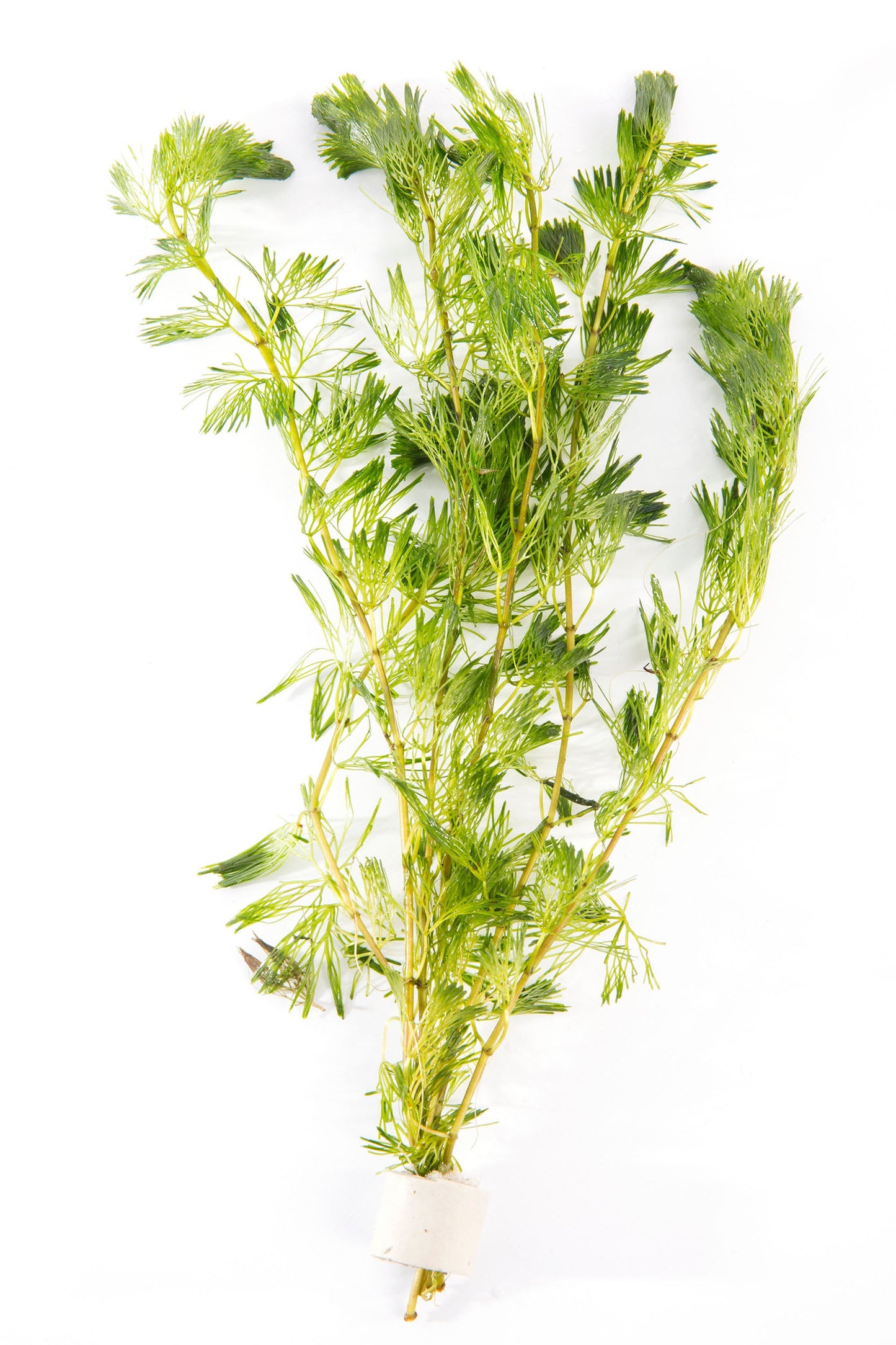 Cabomba Aquatica