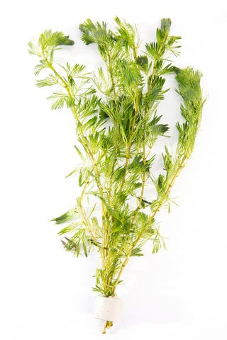 Cabomba Aquatica