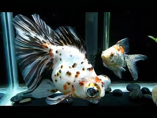 Calico Telescope Butterfly Moor Goldfish Carassius Auratus.