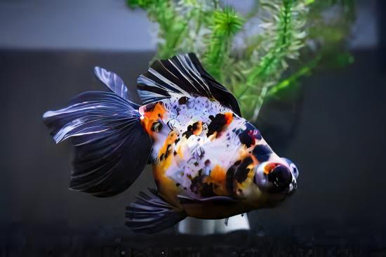 Calico Telescope Butterfly Moor Goldfish Carassius Auratus.