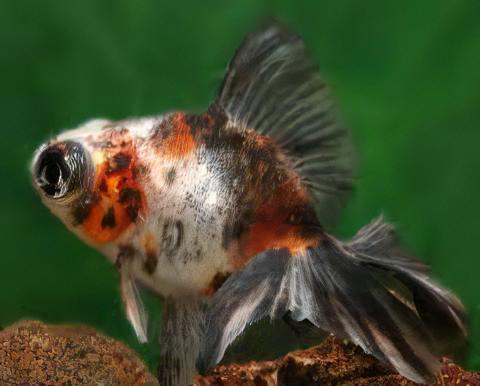 Calico Telescope Butterfly Moor Goldfish Carassius Auratus.