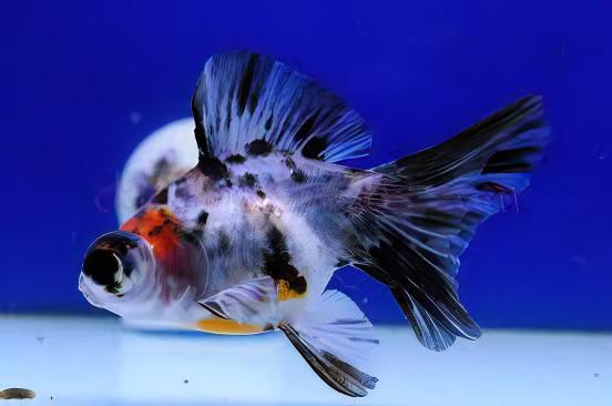 Calico Telescope Butterfly Moor Goldfish Carassius Auratus.