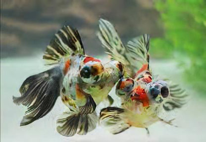 Calico Telescope Butterfly Moor Goldfish Carassius Auratus.