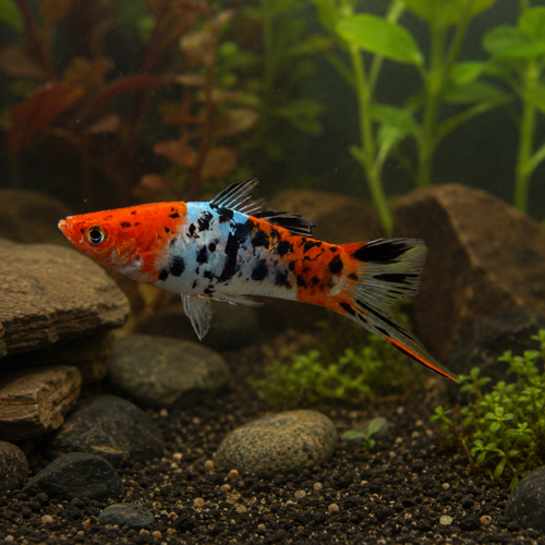 Calico Swordtail Xiphophorus Hellerii 
