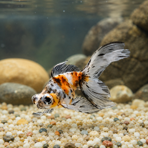 Calico Telescope Butterfly Moor Goldfish Carassius Auratus.