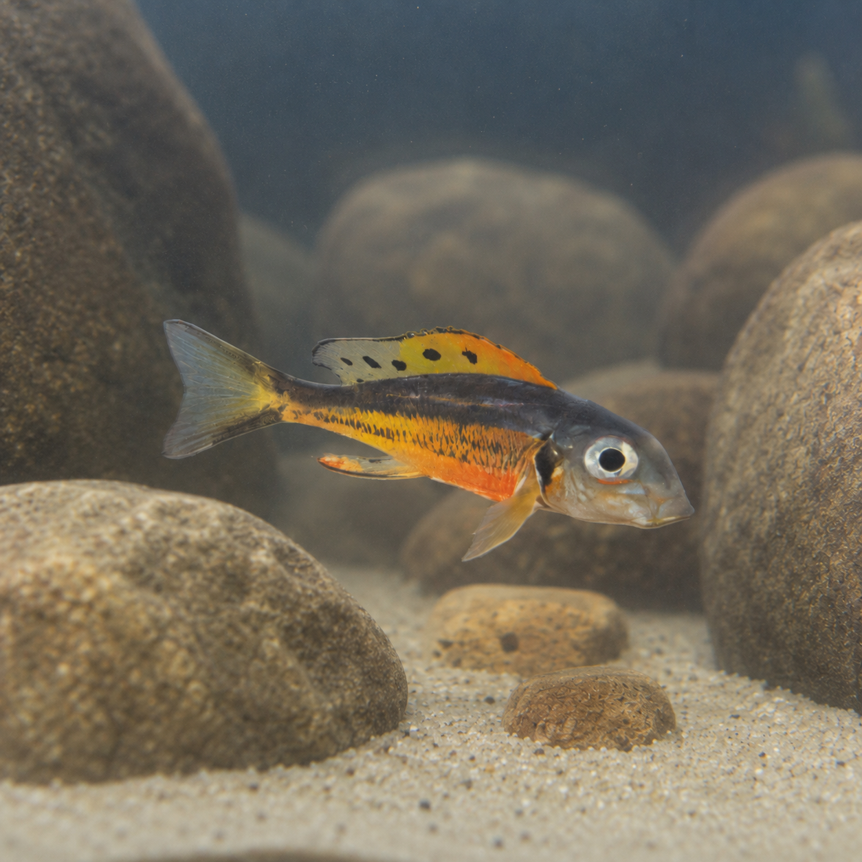 Callochromis Melanostigma Tanganyikan African Cichlids