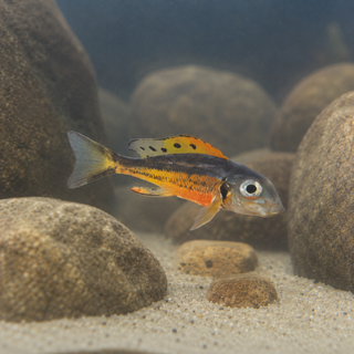 Callochromis Melanostigma Tanganyikan African Cichlids