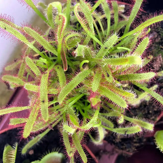 Cape Sundew (Drosera capensis) - Small