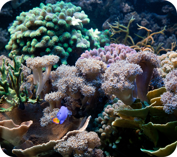 Coral Restoration Systems
