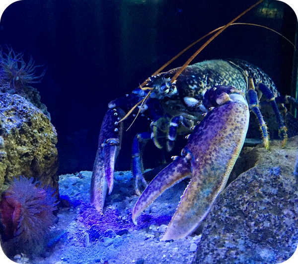 Lobster, Shellfish Displays