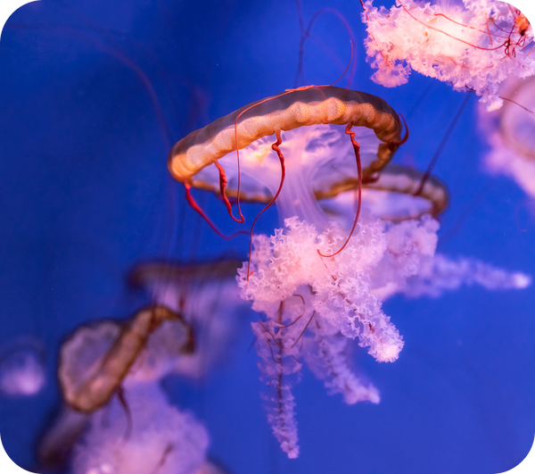 Inhouse bred Jellyfish