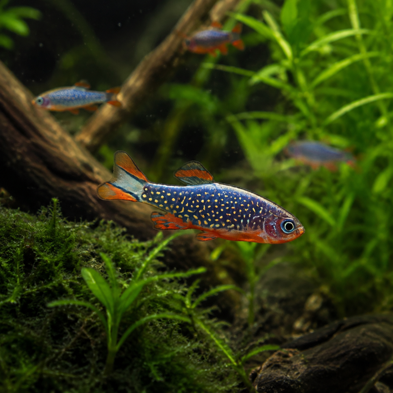 Celestial Pearl Danio Danio Margaritatus 2cm