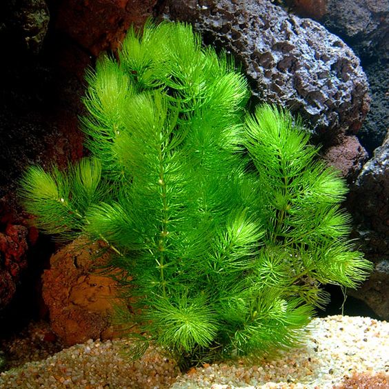 Ceratophyllum demersum