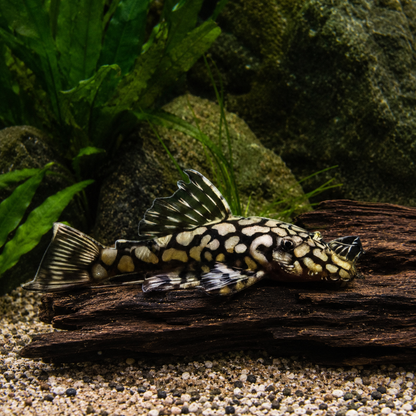Honeycomb Bristlenose Ancistrus Wabenmuster 3cm