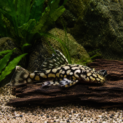 Honeycomb Bristlenose Ancistrus Wabenmuster 3cm