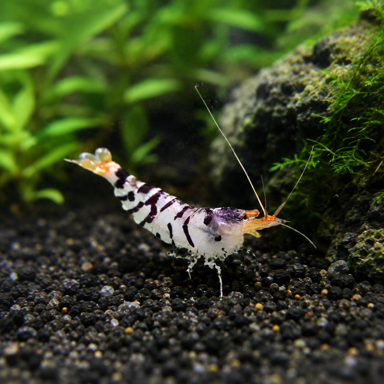 White Tiger Shrimp Caridina 2cm