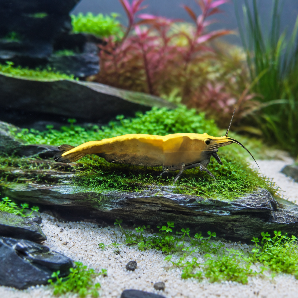Gold Back Shrimp Neocaridina 2cm
