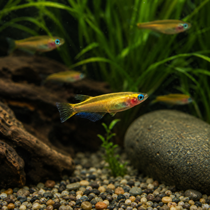Gold Rice Fish Tetra Oryzias Latipes 3cm