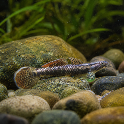 Rainbow Goby Stiphodon Ornatus 3cm