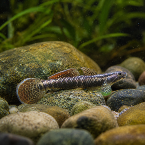 Rainbow Goby Stiphodon Ornatus 3cm