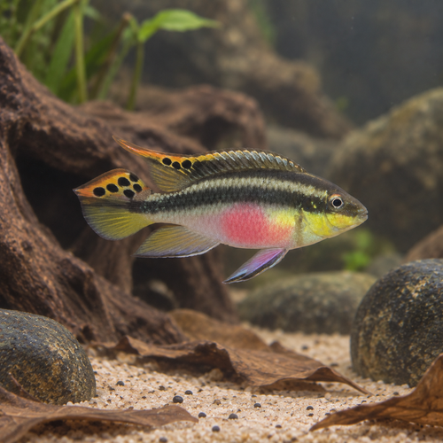 Kribensis Cichlid Pelvicachromis Pulcher 4cm