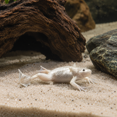 Platinum African Dwarf Frog Hymenochirus Boettgeri 3cm
