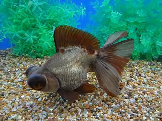 Assorted Telescope Butterfly Moor Goldfish Carassius Auratus.