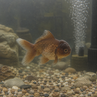 Chocolate Oranda Goldfish Carassius Auratus