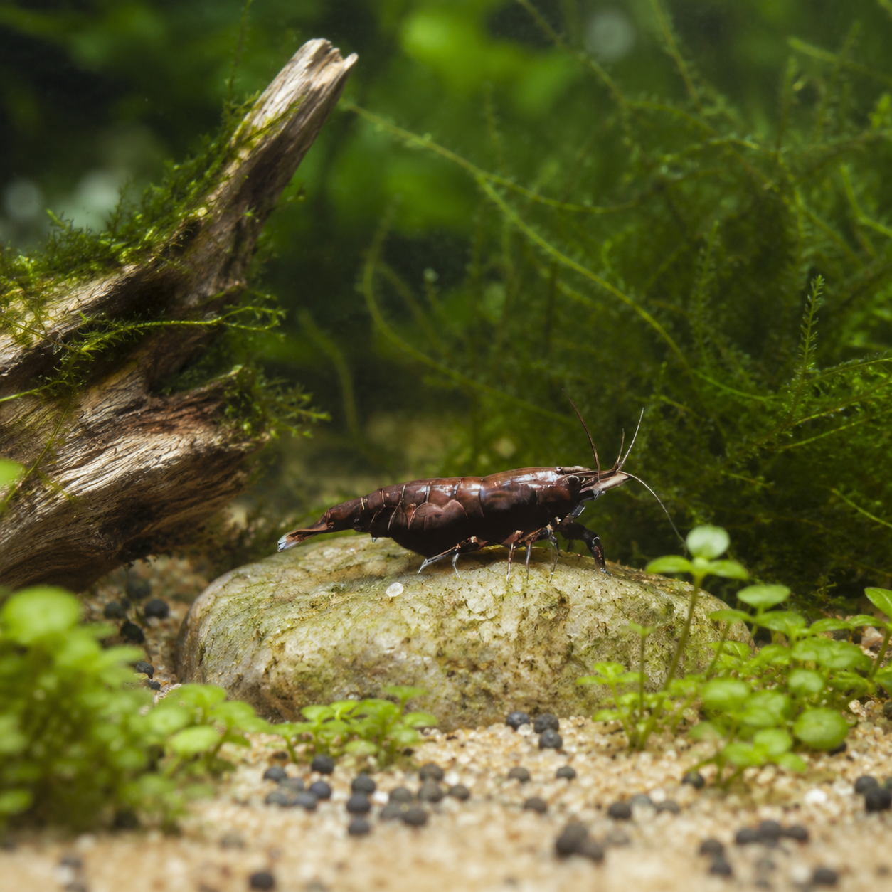 Gentle Chocolate Shrimp Aquarium
