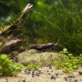 Gentle Chocolate Shrimp Aquarium