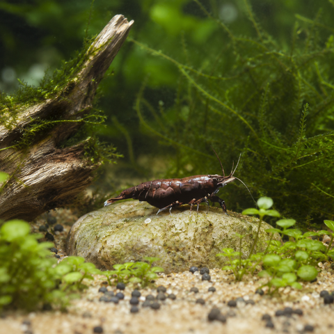 Gentle Chocolate Shrimp Aquarium