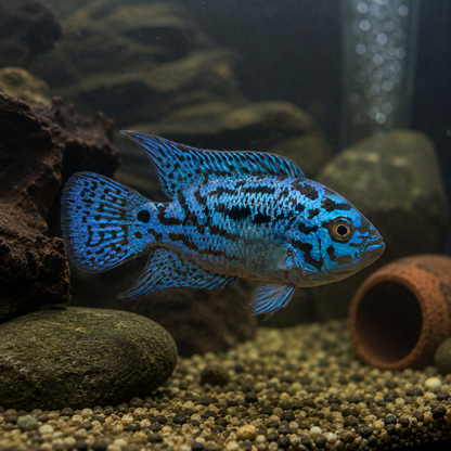 Vivid Blue Cichlid in Aquarium