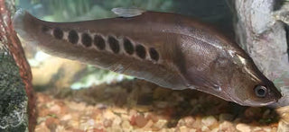 Clown Knife Fish Notopterus Chitala 10cm.