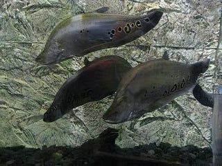 Clown Knife Fish Notopterus Chitala 10cm.