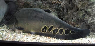 Clown Knife Fish Notopterus Chitala 10cm.