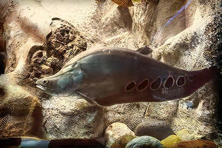 Clown Knife Fish Notopterus Chitala 10cm.