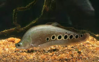 Clown Knife Fish Notopterus Chitala 10cm.