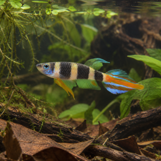 Clown Killifish 